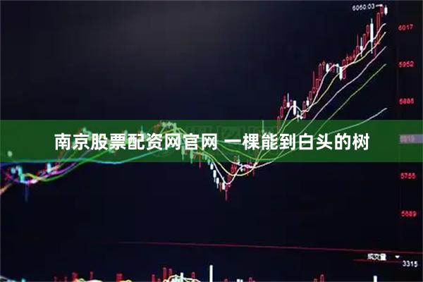 南京股票配资网官网 一棵能到白头的树