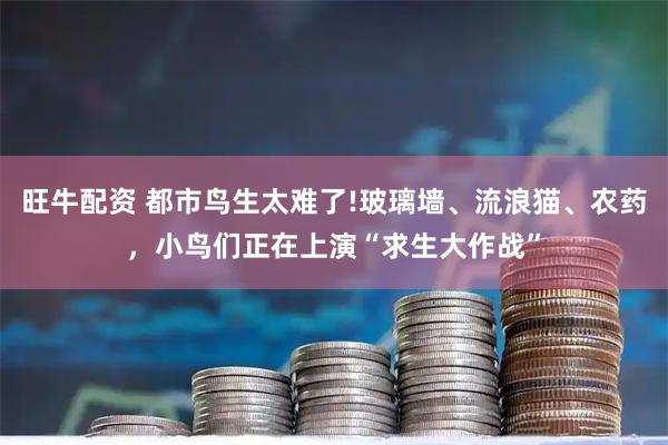 旺牛配资 都市鸟生太难了!玻璃墙、流浪猫、农药，小鸟们正在上演“求生大作战”