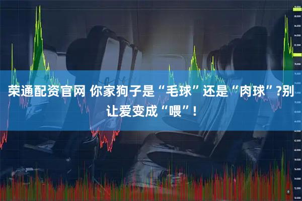 荣通配资官网 你家狗子是“毛球”还是“肉球”?别让爱变成“喂”!